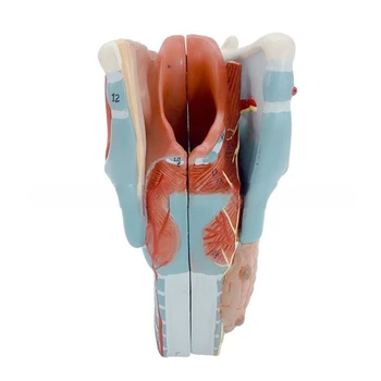 Анатомическая модел на ларинкса Учебна модел анатомия на гърлото