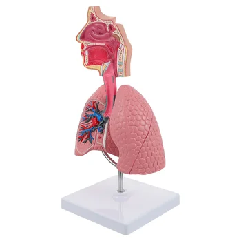 Система на обучение модел анатомия на белите дробове, модел на човешкото дисплей, Ученически леки, Анатомическое сърцето, образователна играчка за носа